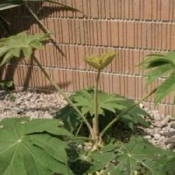 Tetrapanax papyrifera