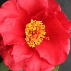 Camellia japonica 'Bob Hope'