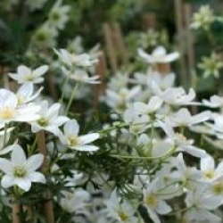 Clematis 'Early Sensation'