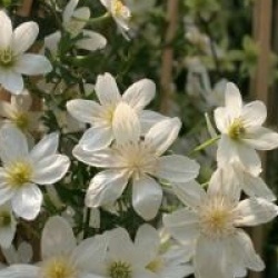 Clematis 'Early Sensation'