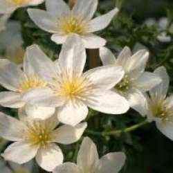Clematis 'Early Sensation'
