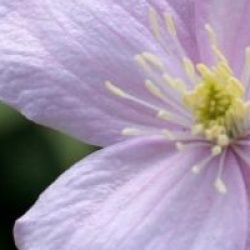 Clematis montana 'Tetrarose'