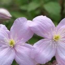 Clematis montana 'Tetrarose'