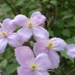 Clematis montana 'Tetrarose'