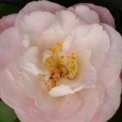 Camellia japonica 'Doctor Tinsley'