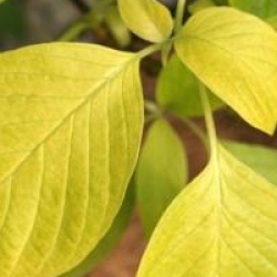 Cornus controversa 'Candlelight'