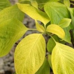 Cornus controversa 'Candlelight'