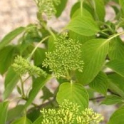 Cornus controversa 'Green Carpet'