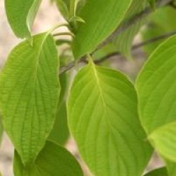 Cornus controversa 'Green Carpet'