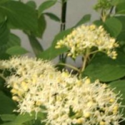 Cornus controversa 'Winter Orange'