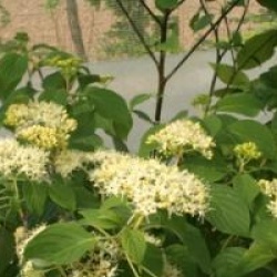 Cornus controversa 'Winter Orange'