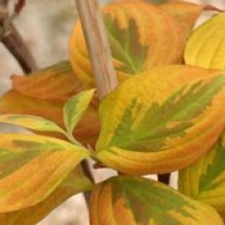 Cornus florida 'Cherokee Sunset'