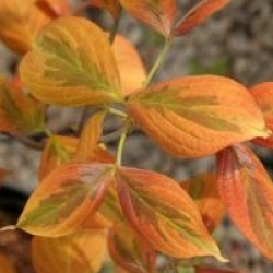 Cornus florida 'Cherokee Sunset'