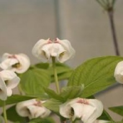 Cornus florida 'Cloud Nine'