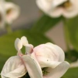 Cornus florida 'Cloud Nine'