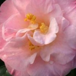 Camellia japonica 'Doctor Tinsley' - Cam�lia du Japon Docteur Tinsley