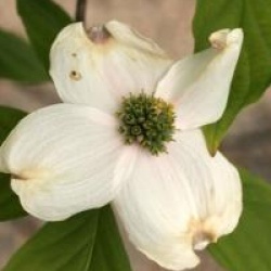 Cornus florida 'Cloud Nine'