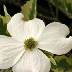 Cornus florida 'Daybreak' 