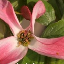 Cornus florida 'Royal Red'