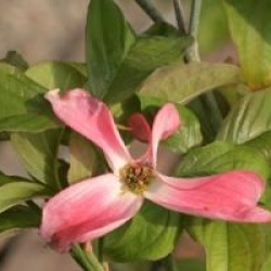 Cornus florida 'Royal Red'