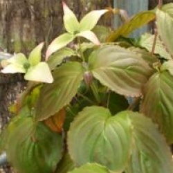 Cornus kousa 'Blue Shadow'