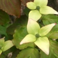 Cornus kousa 'Blue Shadow'