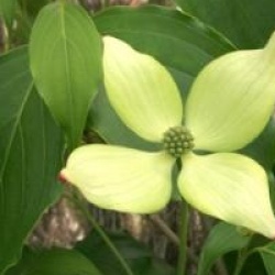 Cornus kousa var. chinensis 'Bodnant Form'