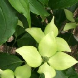 Cornus kousa var. chinensis 'Bodnant Form'