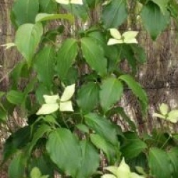 Cornus kousa var. chinensis 'Bodnant Form'