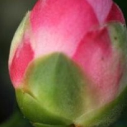 Camellia japonica 'Doctor Tinsley'