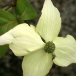 Cornus kousa 'Madame Butterfly'