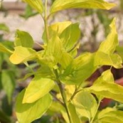 Cornus mas 'Aurea' 