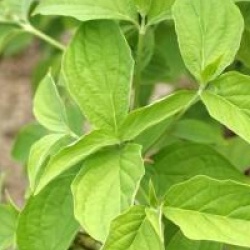 Cornus nuttallii 'Ascona'