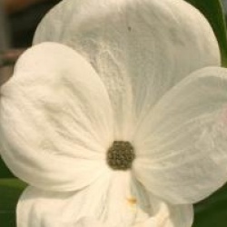 Cornus nuttallii 'Ascona'