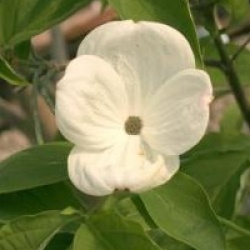 Cornus nuttallii 'Ascona'