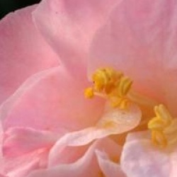 Camellia japonica 'Doctor Tinsley'