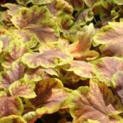 Heuchera 'Delta Dawn'