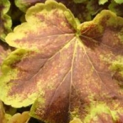 Heuchera 'Delta Dawn'