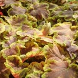 Heuchera 'Delta Dawn'