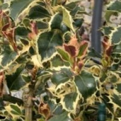 Ilex aquifolium 'Argentea Marginata'