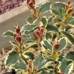 Ilex aquifolium 'Argentea Marginata'