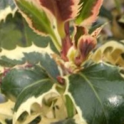 Ilex aquifolium 'Argentea Marginata'