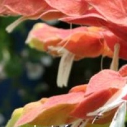 Justicia brandegeeana - Plante crevette