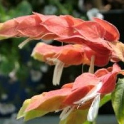 Justicia brandegeeana