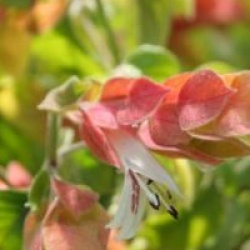 Justicia brandegeeana