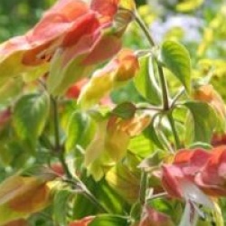 Justicia brandegeeana