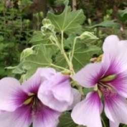 Lavatera maritima 'Princesse de Ligne'