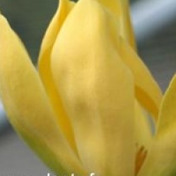 Magnolia 'Golden Joy'