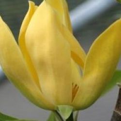 Magnolia 'Golden Joy'