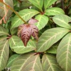 Parthenocissus henryana